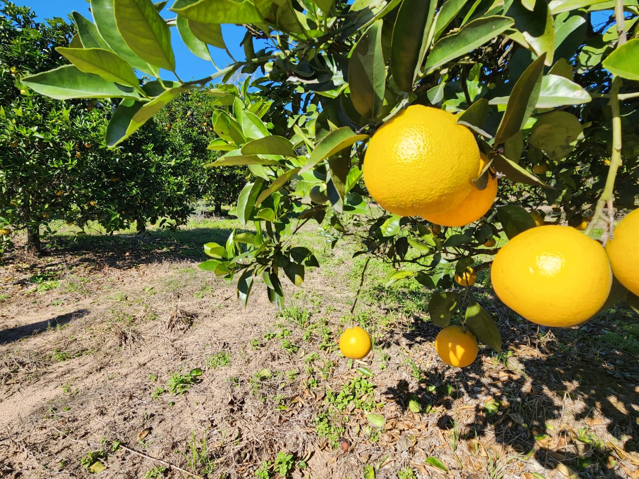 Imagen de la propiedad LOTE EN TIERRA EN CALABACILLAS