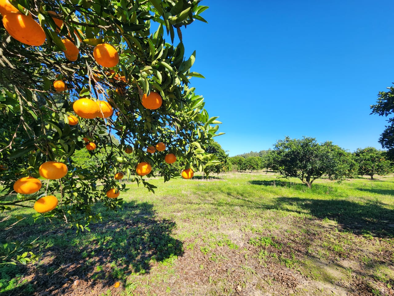 Imagen de la propiedad LOTE EN TIERRA EN CALABACILLAS