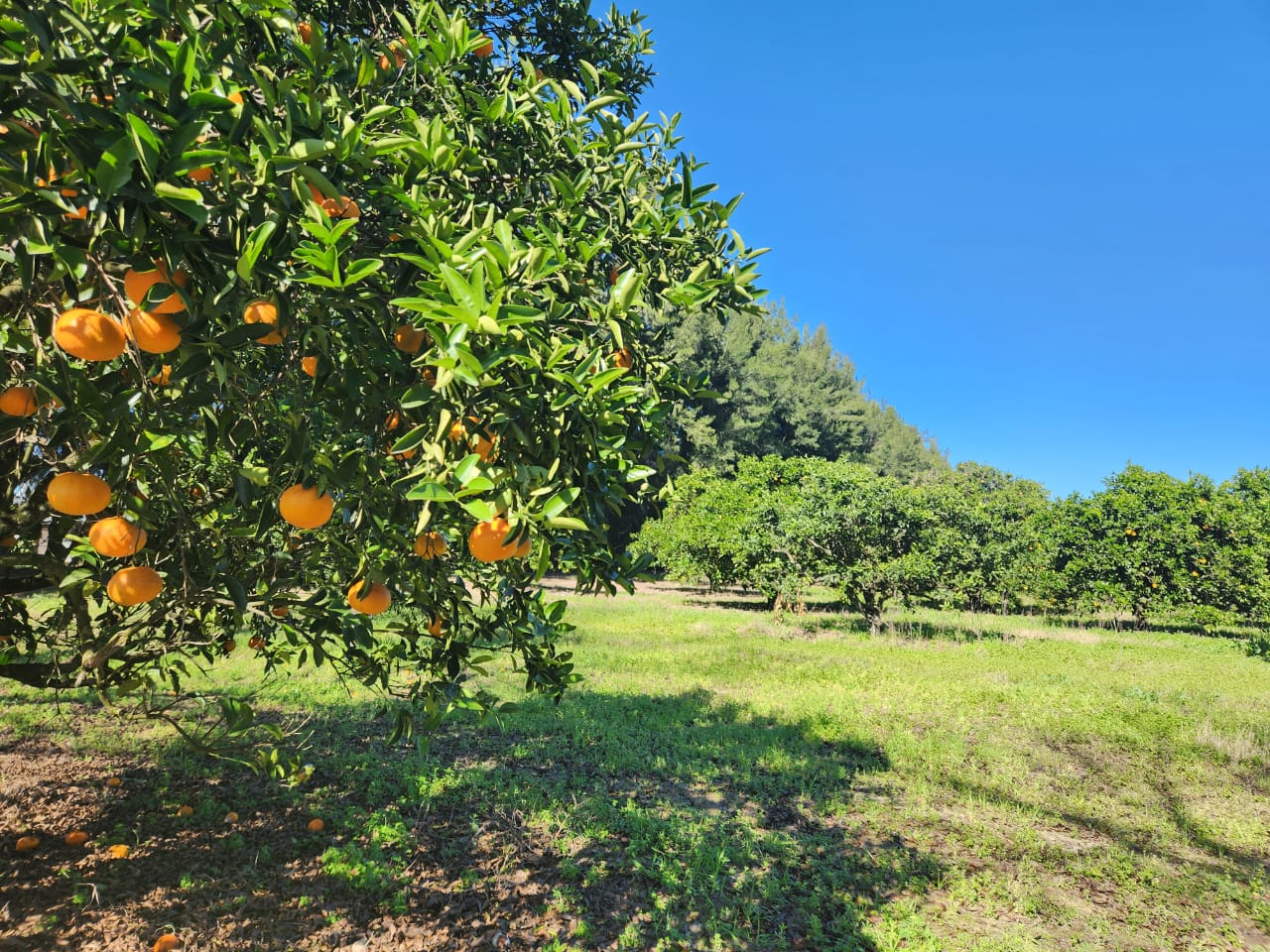 Imagen de la propiedad LOTE EN TIERRA EN CALABACILLAS